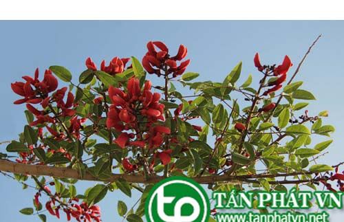 dia chi ban la vong nem tai tphcm