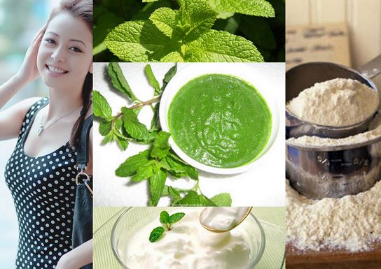 phân phối sỉ lẻ cây bạc hà tại tphcm