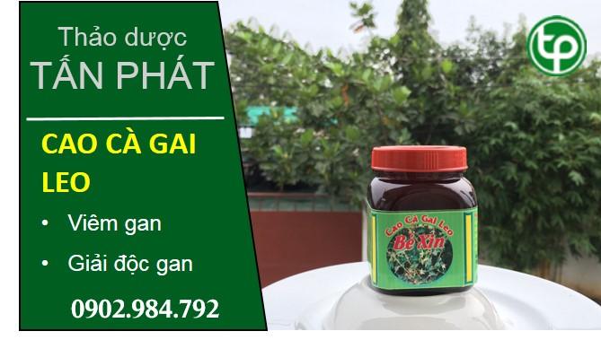 cung cấp Cao cà gai leo tại tphcm