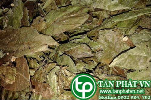 Mua Bán Sỉ Và Lẻ cây xạ đen tại tphcm