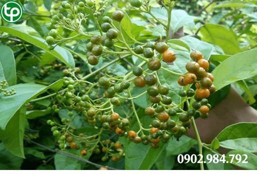 phân phối cây xạ đen tại tphcm
