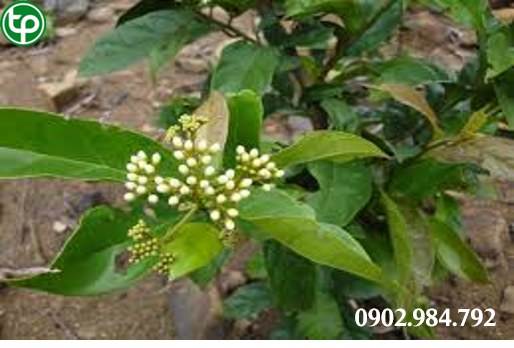 cung cấp Giống cây xạ đen tại tphcm