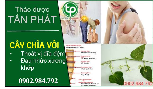 phân phối cây chìa vôi tại tphcm phân phối cây chìa vôi tại tphcm