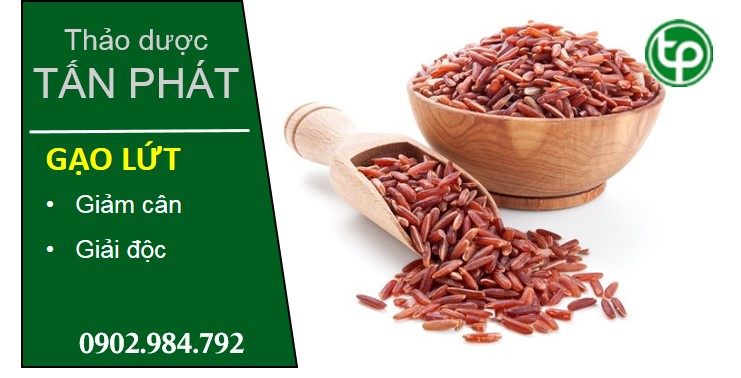 cung cấp Gạo lứt tại tphcm