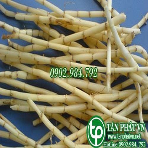 Rễ cỏ tranh giúp điều trị sỏi thận
