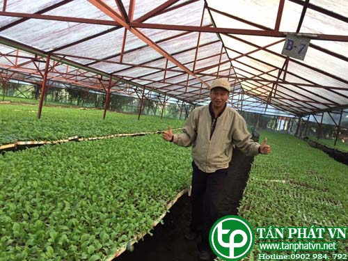 1️⃣ Địa Chỉ Bán Lá Bồ Công Anh Tươi  ™ Tại TP HCM