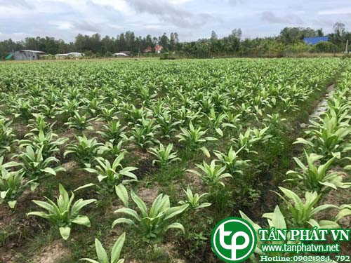 1️⃣ Địa Chỉ Bán Lá Bồ Công Anh Tươi  ™ Tại TP HCM