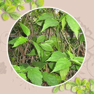 Mua Bán  cây bìm bịp tươi tại tphcm