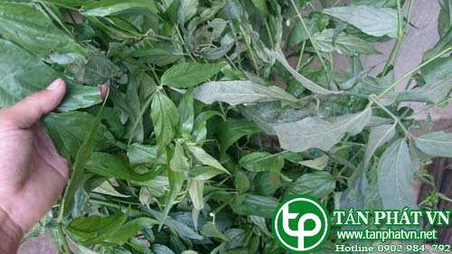 Công dụng cây bìm bịp tại tphcm