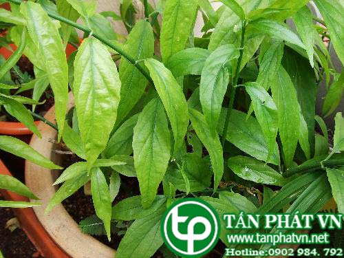 Địa Chỉ Bán Sỉ Lẻ Xương Khỉ Tươi Tại TP HCM?