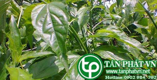 Phân phối cây bìm bịp tại tphcm