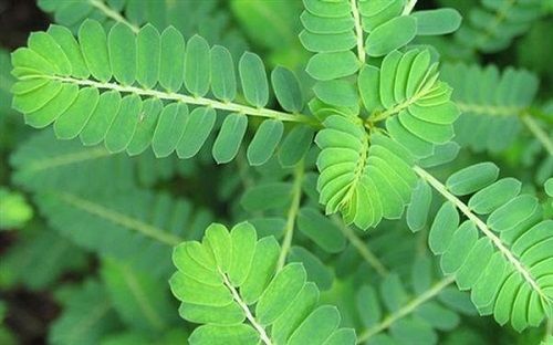 Địa Chỉ Bán Sỉ Lẻ Chó Đẻ Tươi Tại TP HCM?