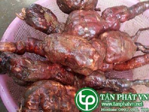 Địa Chỉ Bán Sỉ Lẻ Củ Hà Thủ Ô Tươi Tại TP HCM? Địa Chỉ Bán Sỉ Lẻ Củ Hà Thủ Ô Tươi Tại TP HCM?