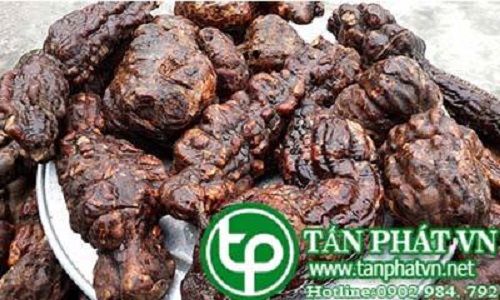 Địa Chỉ Bán Sỉ Lẻ Củ Hà Thủ Ô Tươi Tại TP HCM? Địa Chỉ Bán Sỉ Lẻ Củ Hà Thủ Ô Tươi Tại TP HCM?