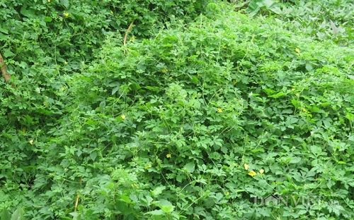 Địa Chỉ Bán Sỉ Lẻ Dây Khổ Qua Rừng Tươi Tại TP HCM?