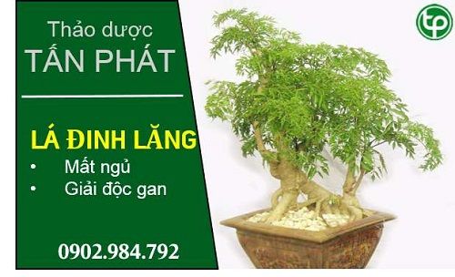 Địa Chỉ Bán Sỉ Lẻ Lá Đinh Lăng Tươi Tại TP HCM?