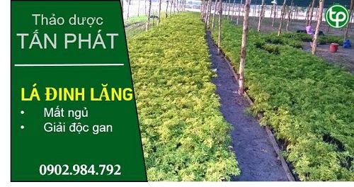 Địa Chỉ Bán Sỉ Lẻ Lá Đinh Lăng Tươi Tại TP HCM?