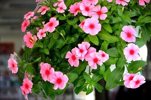 Địa Chỉ Bán Sỉ Lẻ Dừa Cạn Tươi Tại TP HCM?