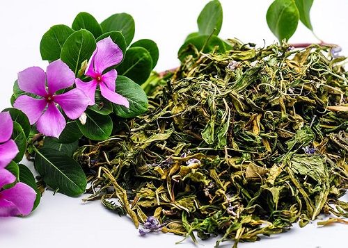 Địa Chỉ Bán Sỉ Lẻ Dừa Cạn Tươi Tại TP HCM?