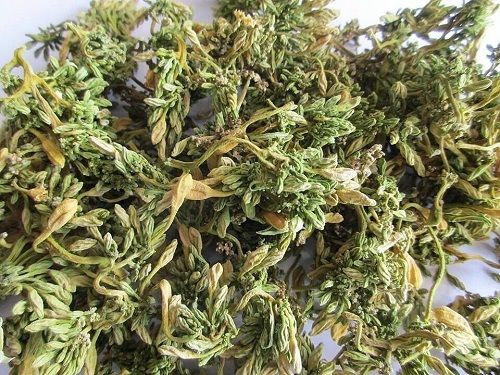 Địa Chỉ Bán Sỉ Lẻ Hoa Đu Đủ Đực Tươi Tại TP HCM?