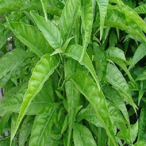 Địa Chỉ Bán Sỉ Lẻ Hoàn Ngọc Tươi Tại TP HCM?