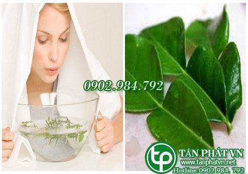 Địa Chỉ Bán Sỉ Lẻ Lá Bưởi Tươi Tại TP HCM?