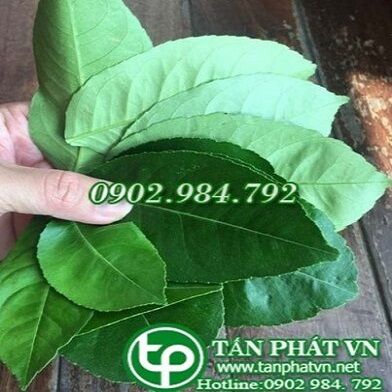 Địa Chỉ Bán Sỉ Lẻ Lá Bưởi Tươi Tại TP HCM?