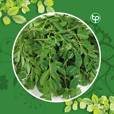 Mua Bán  lá chùm ngây tươi tại tphcm 