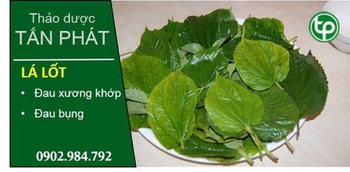 Địa Chỉ Bán Sỉ Lẻ Lá Lốt Tươi Tại TP HCM?