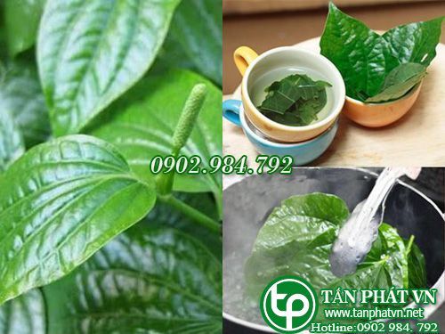Địa Chỉ Bán Sỉ Lẻ Lá Lốt Tươi Tại TP HCM?