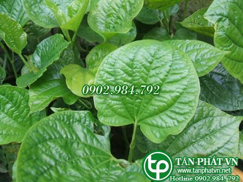 Địa Chỉ Bán Sỉ Lẻ Lá Lốt Tươi Tại TP HCM?