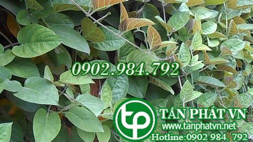 Địa Chỉ Bán Sỉ Lẻ Rau Mơ Tươi Tại TP HCM?