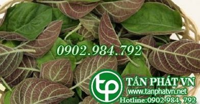 Địa Chỉ Bán Sỉ Lẻ Rau Mơ Tươi Tại TP HCM?