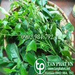 Mua Bán Sỉ Lẻ Lá Móc Mật Tươi Tại TP HCM?