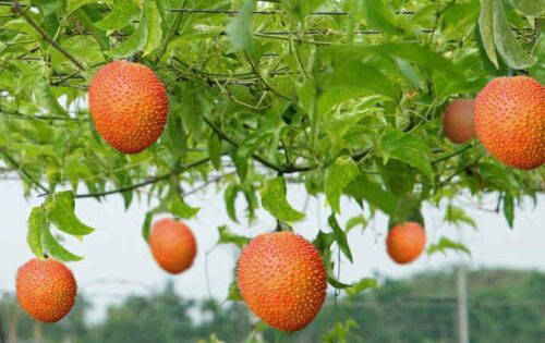 Địa Chỉ Bán Sỉ Lẻ Gấc Tươi Tại TP HCM?
