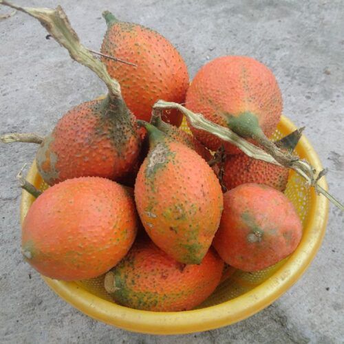 Địa Chỉ Bán Sỉ Lẻ Gấc Tươi Tại TP HCM?