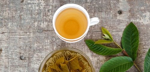 Địa Chỉ Bán Sỉ Lẻ Lá Ổi Tươi Tại TP HCM?