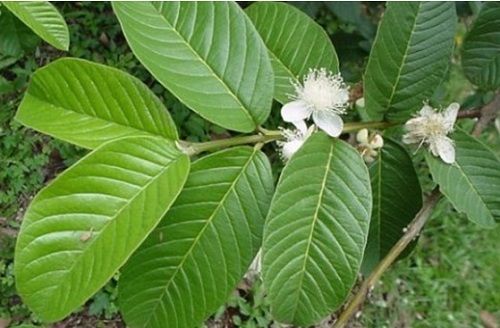 Địa Chỉ Bán Sỉ Lẻ Lá Ổi Tươi Tại TP HCM?