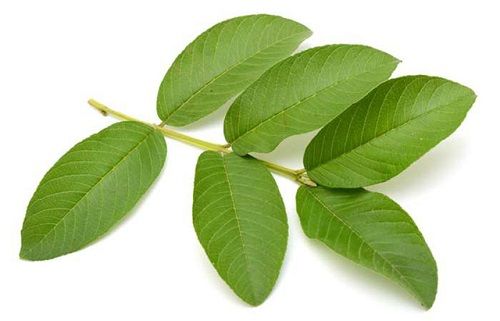 Địa Chỉ Bán Sỉ Lẻ Lá Ổi Tươi Tại TP HCM?