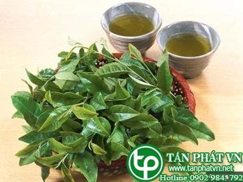 Địa Chỉ Bán Sỉ Lẻ Lá Vối Tươi Tại TP HCM?