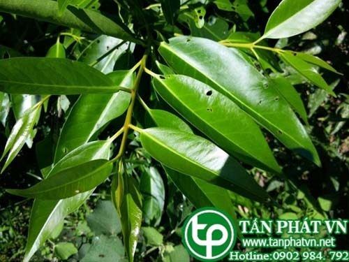 Địa Chỉ Bán Sỉ Lẻ Lá Vối Tươi Tại TP HCM?