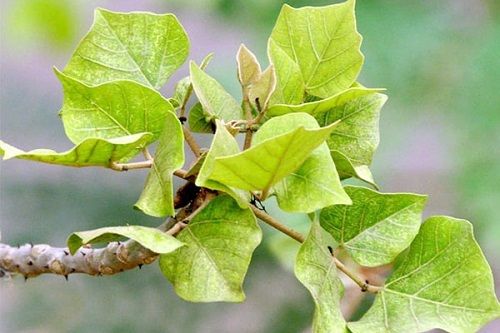 Địa Chỉ Bán Sỉ Lẻ Lá Vông  Tươi Tại TP HCM?