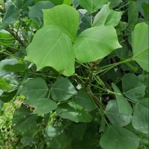 Địa Chỉ Bán Sỉ Lẻ Lá Vông  Tươi Tại TP HCM?
