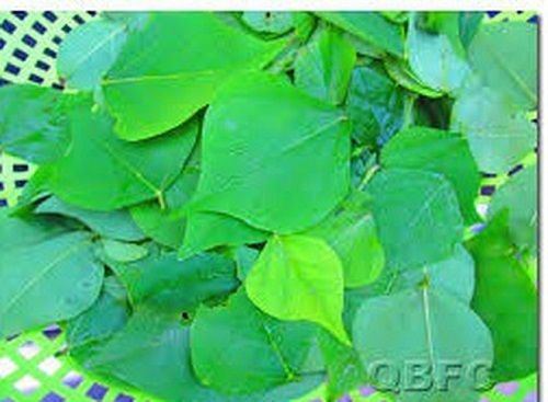 Địa Chỉ Bán Sỉ Lẻ Lá Vông  Tươi Tại TP HCM?