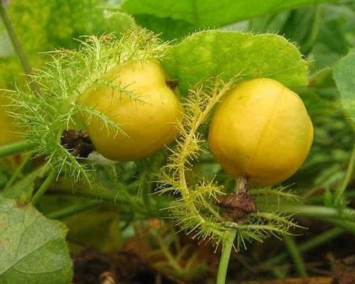 Địa Chỉ Bán Sỉ Lẻ Lạc Tiên Tươi Tại TP HCM?