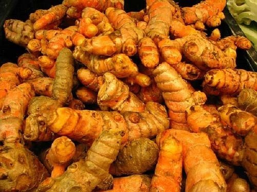 Địa Chỉ Bán Sỉ Lẻ Nghệ Tươi Tại TP HCM?