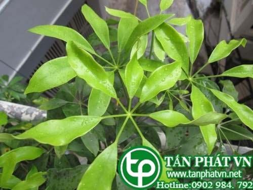 Địa Chỉ Bán Sỉ Lẻ Ngũ Gia Bì Tươi Tại TP HCM?