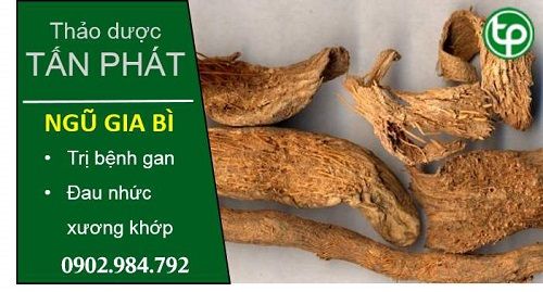 Địa Chỉ Bán Sỉ Lẻ Ngũ Gia Bì Tươi Tại TP HCM?
