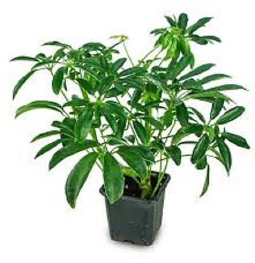 Địa Chỉ Bán Sỉ Lẻ Ngũ Gia Bì Tươi Tại TP HCM?