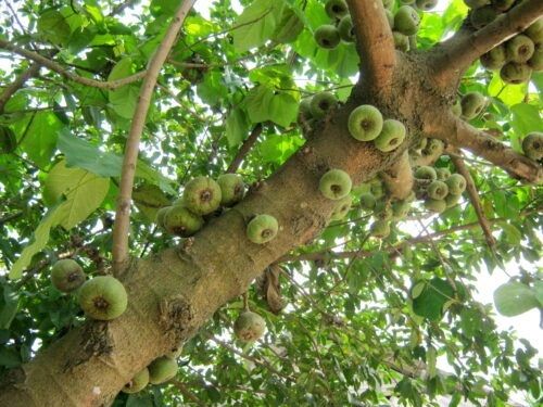 Địa Chỉ Bán Sỉ Lẻ Quả Vả Tươi Tại TP HCM?